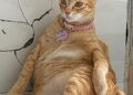 Chị Mỹ Diệu ngồi lủng tường