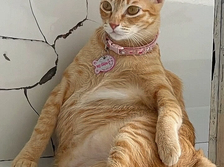 Chị Mỹ Diệu ngồi lủng tường